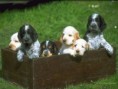 /album/fotogaleria/dog-1024-58-1-jpg/